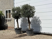 2x olijfboom bolvorm - olea europaea - ca. 30 jaar oud - hoogte ca. 200 cm - afbeelding 2 van  3
