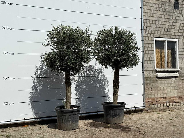 2x olijfboom bolvorm - olea europaea - ca. 30 jaar oud - hoogte ca. 200 cm - afbeelding 3 van  3