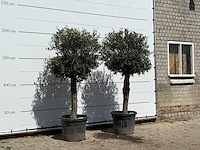 2x olijfboom bolvorm - olea europaea - ca. 30 jaar oud - hoogte ca. 200 cm - afbeelding 3 van  3