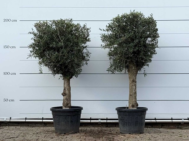 2x olijfboom bolvorm - olea europaea - ca. 30 jaar oud - hoogte ca. 200 cm - afbeelding 1 van  3