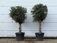 2x olijfboom bolvorm - olea europaea - ca. 30 jaar oud - hoogte ca. 200 cm - afbeelding 1 van  3