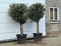 2x olijfboom bolvorm - olea europaea - ca. 30 jaar oud - hoogte ca. 200 cm - afbeelding 2 van  3