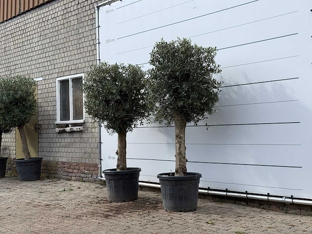 2x olijfboom bolvorm - olea europaea - ca. 30 jaar oud - hoogte ca. 200 cm - afbeelding 3 van  3