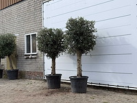 2x olijfboom bolvorm - olea europaea - ca. 30 jaar oud - hoogte ca. 200 cm - afbeelding 3 van  3