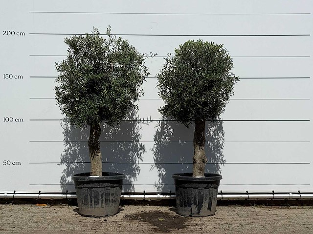 2x olijfboom bolvorm - olea europaea - ca. 30 jaar oud - hoogte ca. 200 cm - afbeelding 1 van  3