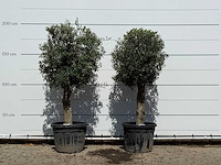2x olijfboom bolvorm - olea europaea - ca. 30 jaar oud - hoogte ca. 200 cm - afbeelding 1 van  3