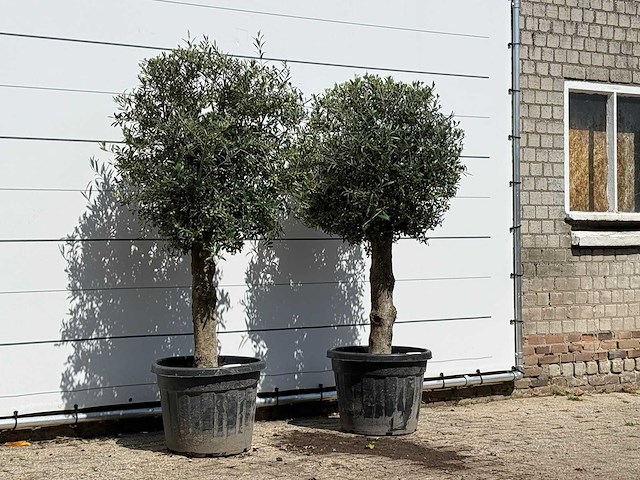 2x olijfboom bolvorm - olea europaea - ca. 30 jaar oud - hoogte ca. 200 cm - afbeelding 2 van  3