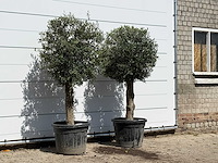 2x olijfboom bolvorm - olea europaea - ca. 30 jaar oud - hoogte ca. 200 cm - afbeelding 2 van  3