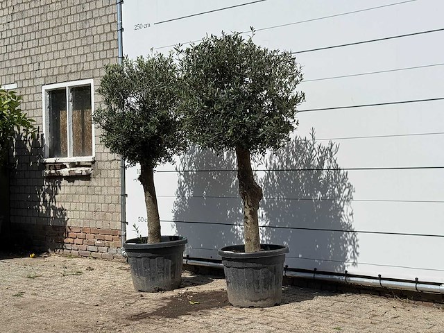 2x olijfboom bolvorm - olea europaea - ca. 30 jaar oud - hoogte ca. 200 cm - afbeelding 2 van  3