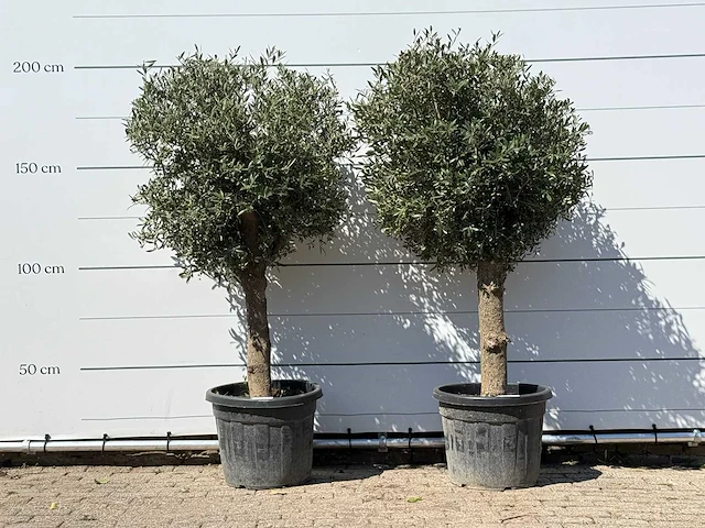 2x olijfboom bolvorm - olea europaea - ca. 30 jaar oud - hoogte ca. 200 cm - afbeelding 1 van  3