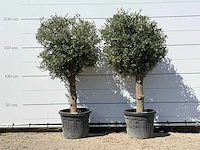 2x olijfboom bolvorm - olea europaea - ca. 30 jaar oud - hoogte ca. 200 cm