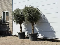 2x olijfboom bolvorm - olea europaea - ca. 30 jaar oud - hoogte ca. 200 cm - afbeelding 2 van  3