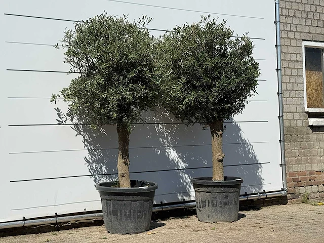 2x olijfboom bolvorm - olea europaea - ca. 30 jaar oud - hoogte ca. 200 cm - afbeelding 3 van  3