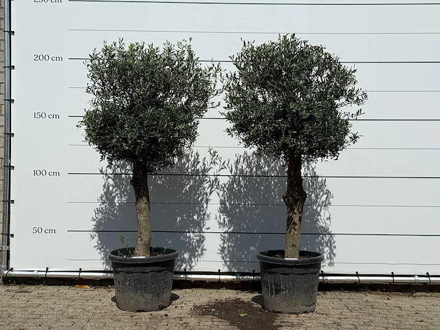 2x olijfboom bolvorm - olea europaea - ca. 30 jaar oud - hoogte ca. 200 cm - afbeelding 1 van  3