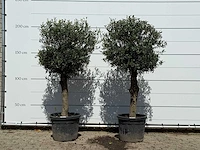 2x olijfboom bolvorm - olea europaea - ca. 30 jaar oud - hoogte ca. 200 cm