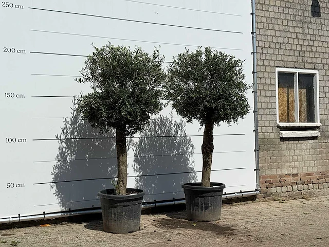 2x olijfboom bolvorm - olea europaea - ca. 30 jaar oud - hoogte ca. 200 cm - afbeelding 3 van  3