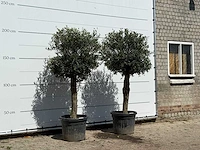2x olijfboom bolvorm - olea europaea - ca. 30 jaar oud - hoogte ca. 200 cm - afbeelding 3 van  3