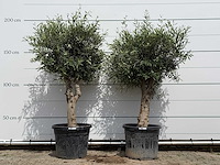 2x olijfboom bolvorm - olea europaea - ca. 40 jaar oud - hoogte ca. 200 cm - afbeelding 1 van  5