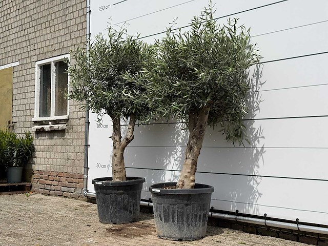 2x olijfboom bolvorm - olea europaea - ca. 40 jaar oud - hoogte ca. 200 cm - afbeelding 2 van  5