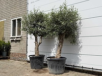 2x olijfboom bolvorm - olea europaea - ca. 40 jaar oud - hoogte ca. 200 cm - afbeelding 2 van  5