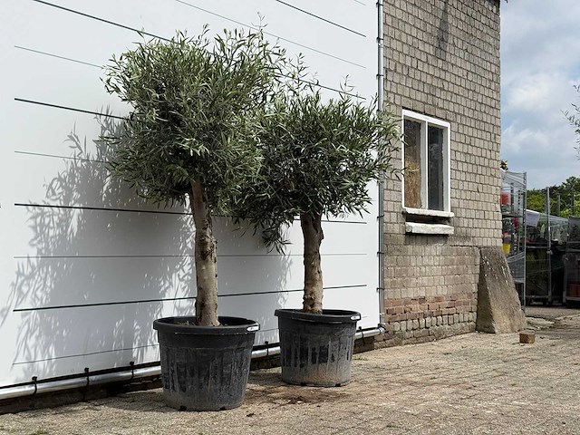 2x olijfboom bolvorm - olea europaea - ca. 40 jaar oud - hoogte ca. 200 cm - afbeelding 3 van  5