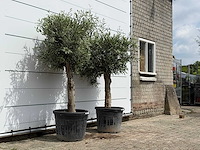 2x olijfboom bolvorm - olea europaea - ca. 40 jaar oud - hoogte ca. 200 cm - afbeelding 3 van  5