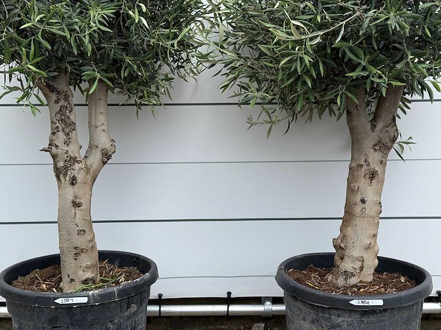 2x olijfboom bolvorm - olea europaea - ca. 40 jaar oud - hoogte ca. 200 cm - afbeelding 4 van  5
