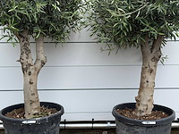 2x olijfboom bolvorm - olea europaea - ca. 40 jaar oud - hoogte ca. 200 cm - afbeelding 4 van  5