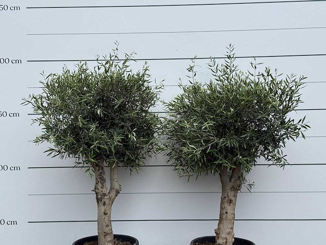 2x olijfboom bolvorm - olea europaea - ca. 40 jaar oud - hoogte ca. 200 cm - afbeelding 5 van  5