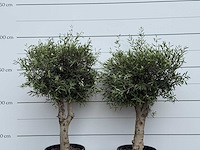 2x olijfboom bolvorm - olea europaea - ca. 40 jaar oud - hoogte ca. 200 cm - afbeelding 5 van  5