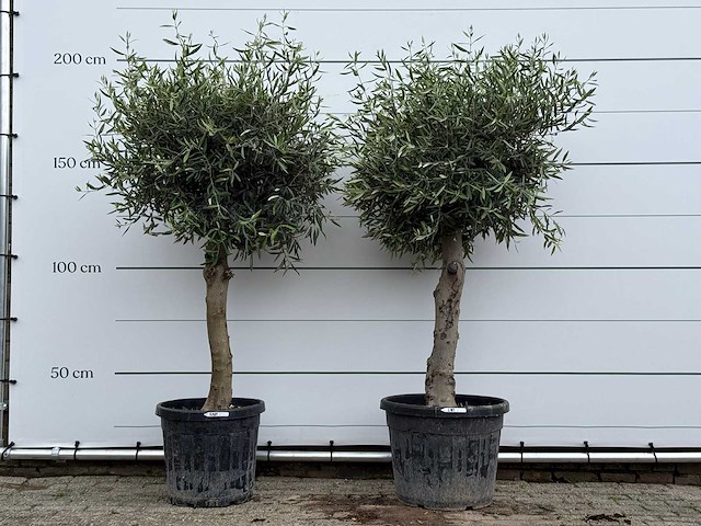 2x olijfboom bolvorm - olea europaea - ca. 40 jaar oud - hoogte ca. 200 cm - afbeelding 1 van  4