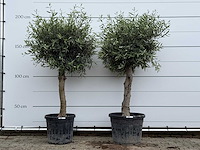 2x olijfboom bolvorm - olea europaea - ca. 40 jaar oud - hoogte ca. 200 cm - afbeelding 1 van  4