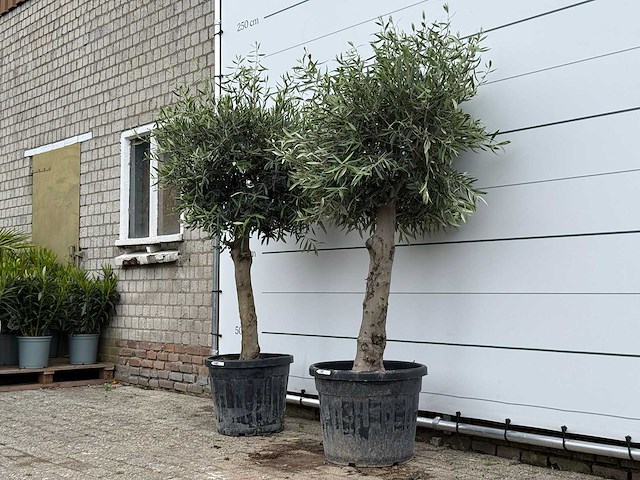 2x olijfboom bolvorm - olea europaea - ca. 40 jaar oud - hoogte ca. 200 cm - afbeelding 2 van  4