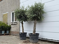 2x olijfboom bolvorm - olea europaea - ca. 40 jaar oud - hoogte ca. 200 cm - afbeelding 2 van  4