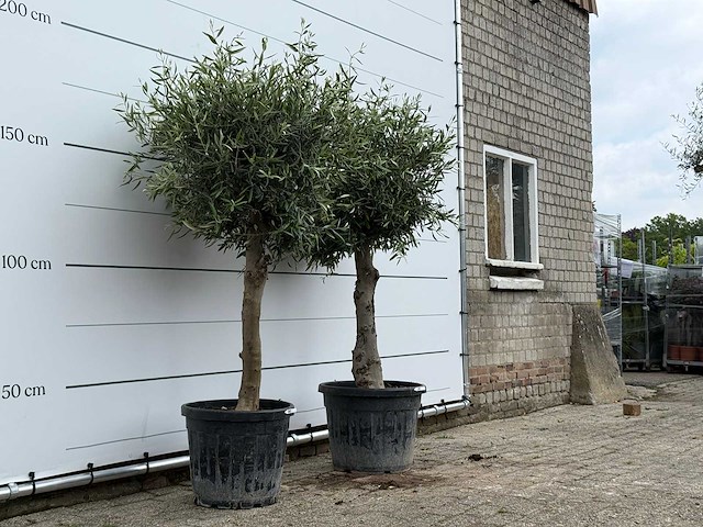 2x olijfboom bolvorm - olea europaea - ca. 40 jaar oud - hoogte ca. 200 cm - afbeelding 3 van  4