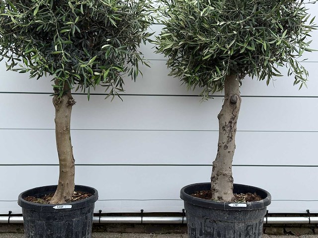 2x olijfboom bolvorm - olea europaea - ca. 40 jaar oud - hoogte ca. 200 cm - afbeelding 4 van  4