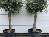 2x olijfboom bolvorm - olea europaea - ca. 40 jaar oud - hoogte ca. 200 cm - afbeelding 4 van  4