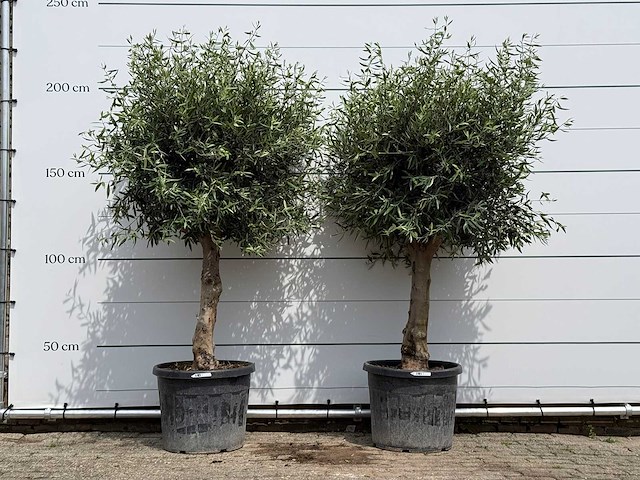 2x olijfboom bolvorm - olea europaea - ca. 40 jaar oud - hoogte ca. 220 cm - afbeelding 1 van  5