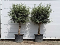 2x olijfboom bolvorm - olea europaea - ca. 40 jaar oud - hoogte ca. 220 cm - afbeelding 1 van  5