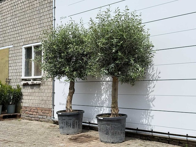 2x olijfboom bolvorm - olea europaea - ca. 40 jaar oud - hoogte ca. 220 cm - afbeelding 2 van  5