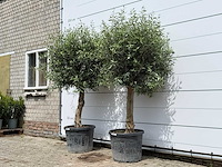 2x olijfboom bolvorm - olea europaea - ca. 40 jaar oud - hoogte ca. 220 cm - afbeelding 2 van  5