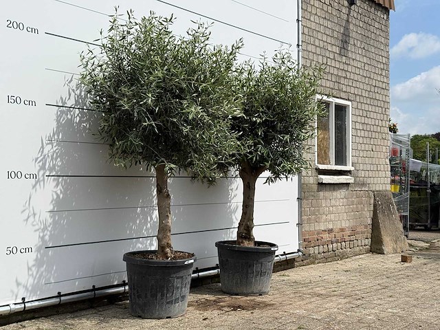 2x olijfboom bolvorm - olea europaea - ca. 40 jaar oud - hoogte ca. 220 cm - afbeelding 3 van  5