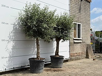 2x olijfboom bolvorm - olea europaea - ca. 40 jaar oud - hoogte ca. 220 cm - afbeelding 3 van  5