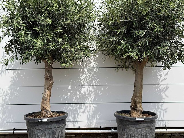 2x olijfboom bolvorm - olea europaea - ca. 40 jaar oud - hoogte ca. 220 cm - afbeelding 4 van  5