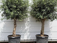 2x olijfboom bolvorm - olea europaea - ca. 40 jaar oud - hoogte ca. 220 cm - afbeelding 4 van  5