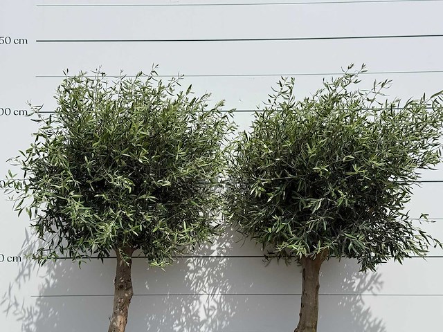 2x olijfboom bolvorm - olea europaea - ca. 40 jaar oud - hoogte ca. 220 cm - afbeelding 5 van  5