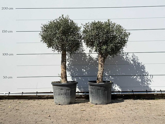 2x olijfboom bolvorm met grillige stam - olea europaea - ca. 30 jaar oud - hoogte ca. 170 cm - afbeelding 1 van  3