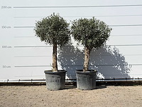 2x olijfboom bolvorm met grillige stam - olea europaea - ca. 30 jaar oud - hoogte ca. 170 cm - afbeelding 1 van  3
