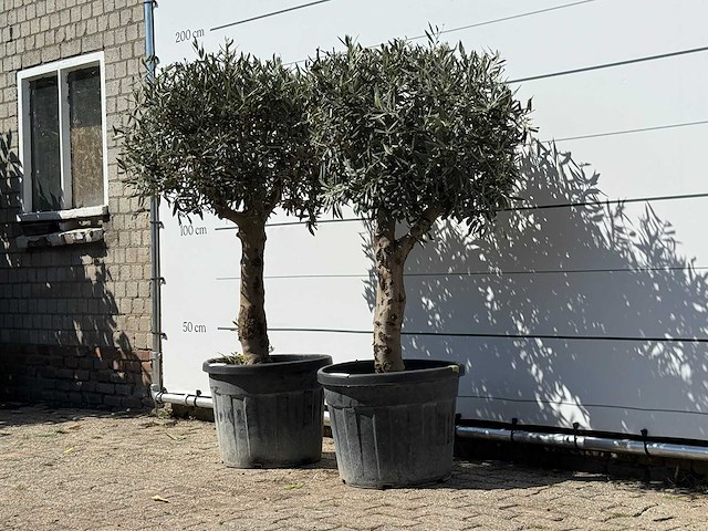 2x olijfboom bolvorm met grillige stam - olea europaea - ca. 30 jaar oud - hoogte ca. 170 cm - afbeelding 2 van  3