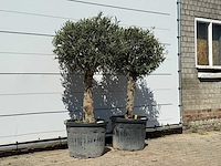 2x olijfboom bolvorm met grillige stam - olea europaea - ca. 30 jaar oud - hoogte ca. 170 cm - afbeelding 3 van  3
